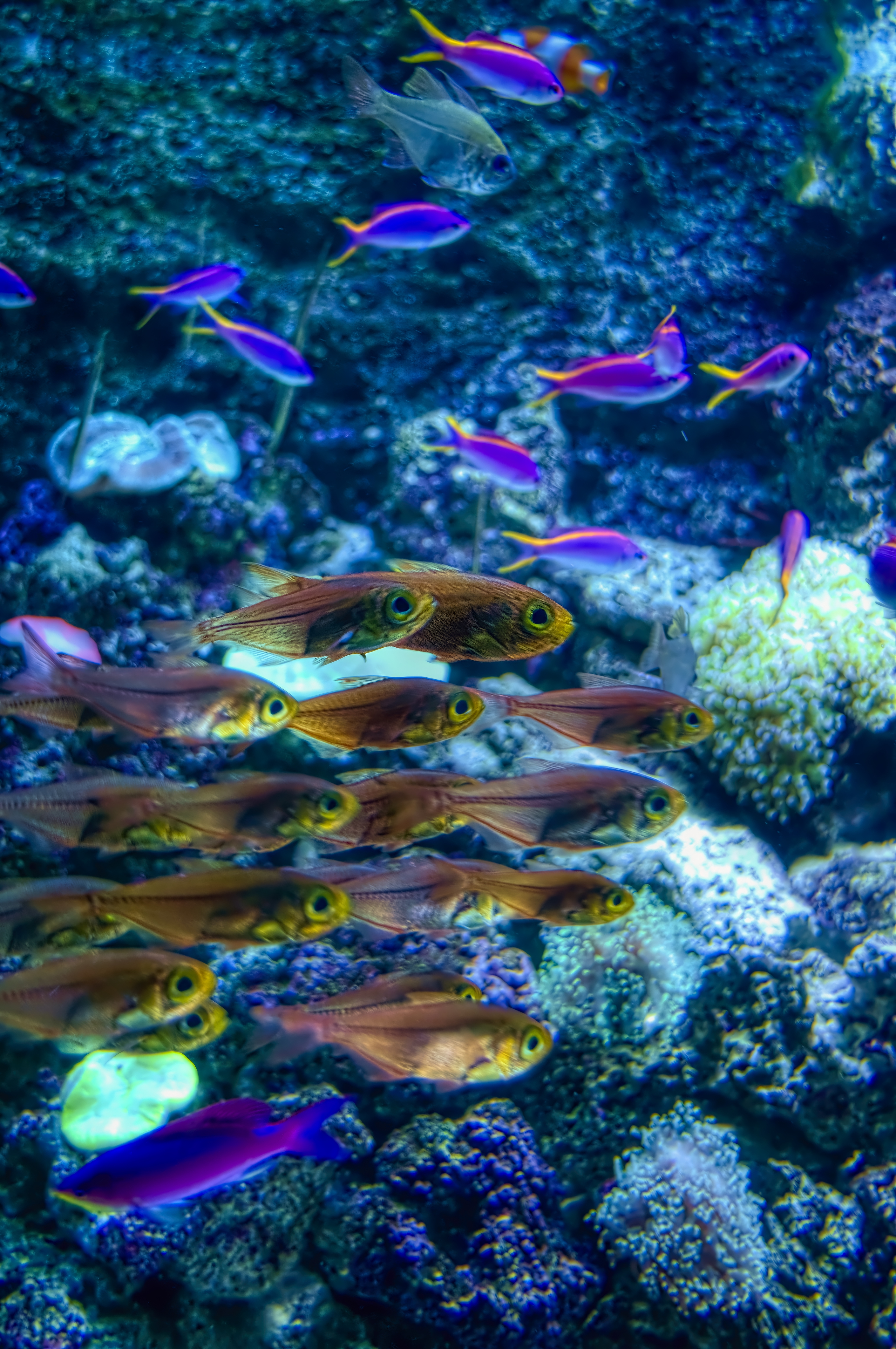 2820x4245 Wallpaper fish, corals, underwater world, sea