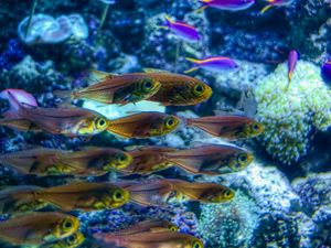 Preview wallpaper fish, corals, underwater world, sea