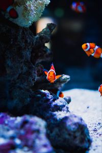 Preview wallpaper fish, corals, underwater world, ocean