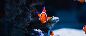 Preview wallpaper fish, corals, underwater world, ocean