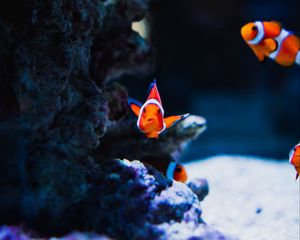 Preview wallpaper fish, corals, underwater world, ocean