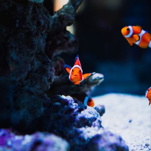 Preview wallpaper fish, corals, underwater world, ocean