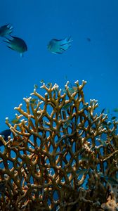 Preview wallpaper fish, corals, underwater world, water
