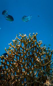 Preview wallpaper fish, corals, underwater world, water