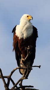 Preview wallpaper fish eagle, bird, branch, wildlife, africa