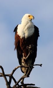 Preview wallpaper fish eagle, bird, branch, wildlife, africa