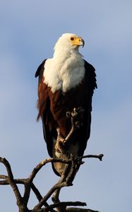 Preview wallpaper fish eagle, bird, branch, wildlife, africa