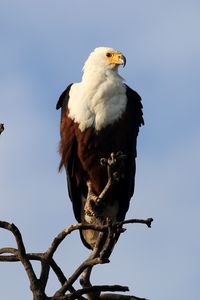 Preview wallpaper fish eagle, bird, branch, wildlife, africa