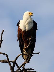 Preview wallpaper fish eagle, bird, branch, wildlife, africa