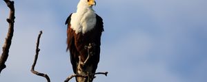 Preview wallpaper fish eagle, bird, branch, wildlife, africa