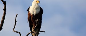 Preview wallpaper fish eagle, bird, branch, wildlife, africa