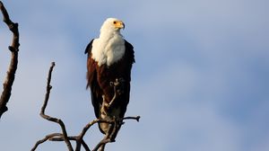 Preview wallpaper fish eagle, bird, branch, wildlife, africa