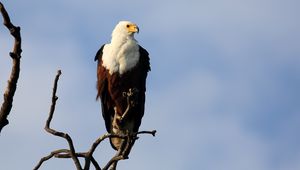 Preview wallpaper fish eagle, bird, branch, wildlife, africa