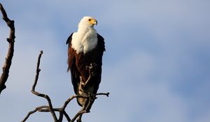 Preview wallpaper fish eagle, bird, branch, wildlife, africa