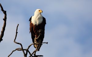 Preview wallpaper fish eagle, bird, branch, wildlife, africa