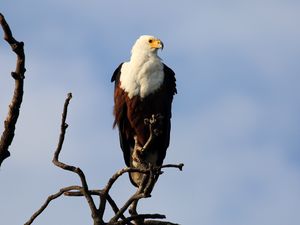 Preview wallpaper fish eagle, bird, branch, wildlife, africa