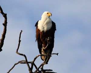 Preview wallpaper fish eagle, bird, branch, wildlife, africa