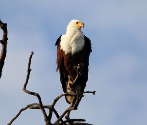 Preview wallpaper fish eagle, bird, branch, wildlife, africa