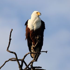 Preview wallpaper fish eagle, bird, branch, wildlife, africa