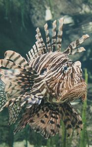Preview wallpaper fish, exotic, swim