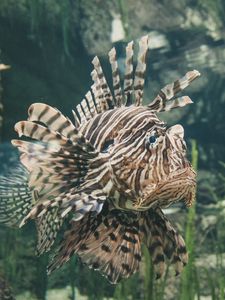 Preview wallpaper fish, exotic, swim
