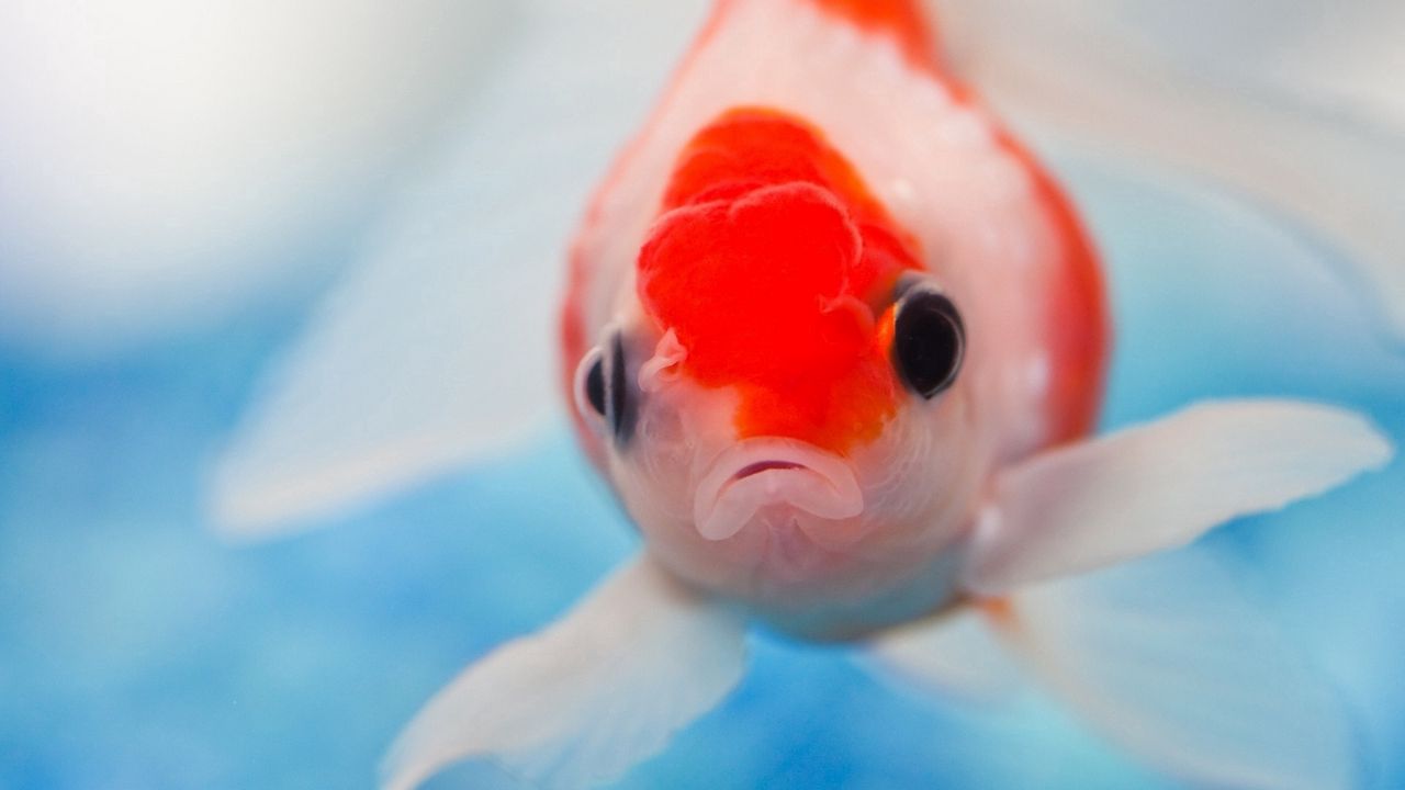 Wallpaper fish, eyes, swimming, underwater
