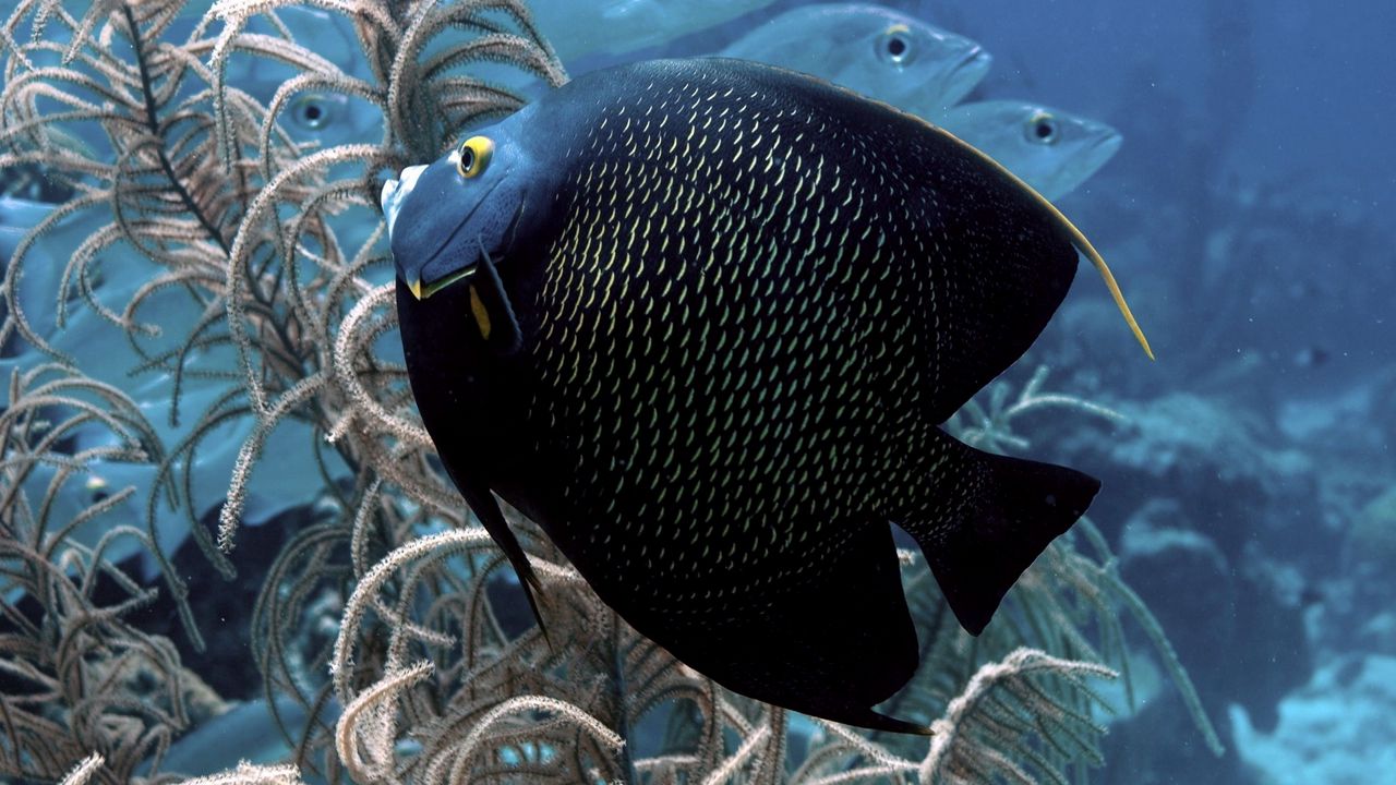 Wallpaper fish, flat, underwater world, beautiful