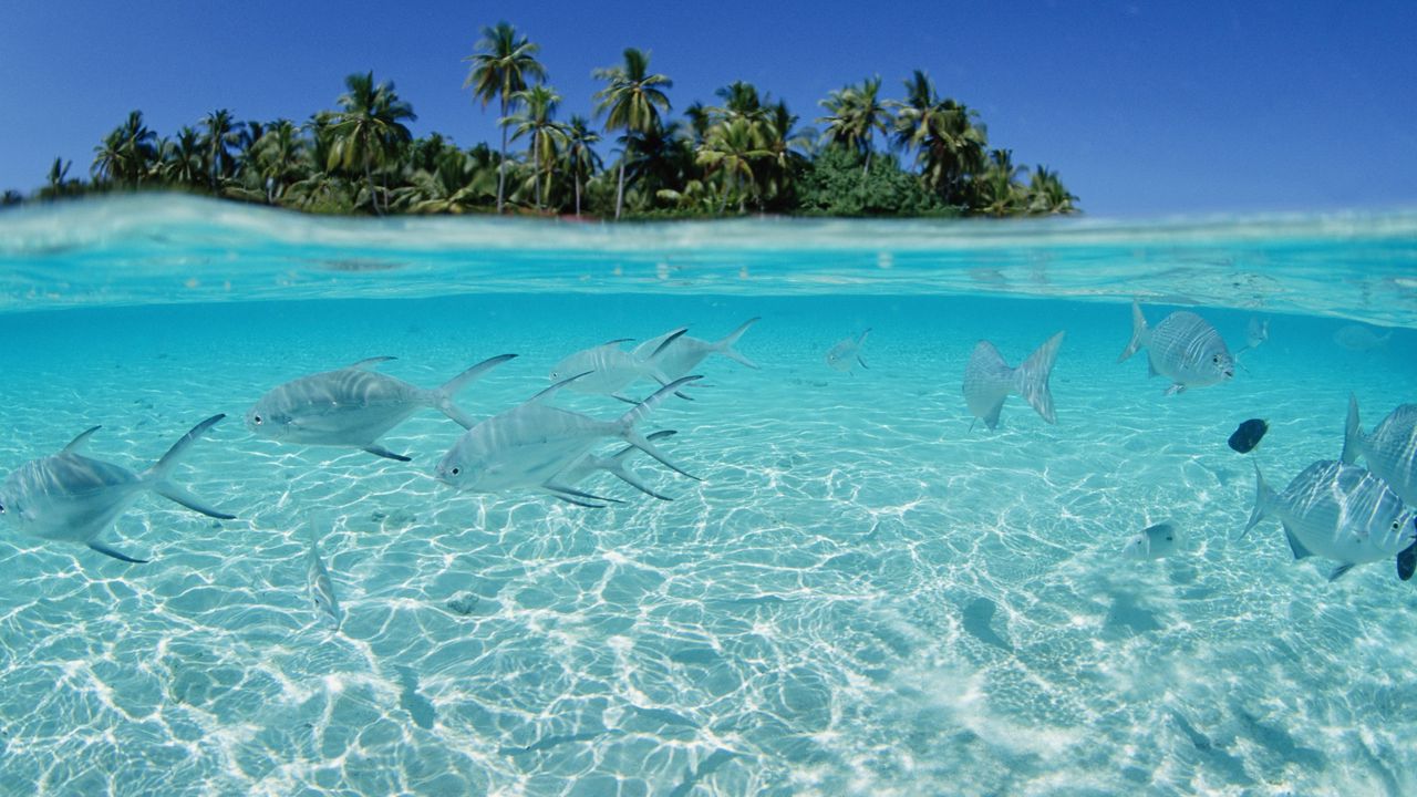 Wallpaper fish, flock, sea, shallow water, island, palm trees