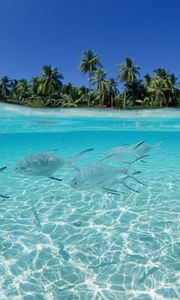 Preview wallpaper fish, flock, sea, shallow water, island, palm trees
