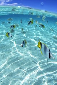 Preview wallpaper fish, flock, sea, shallow water
