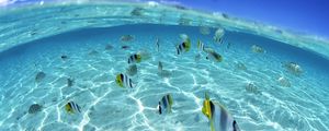 Preview wallpaper fish, flock, sea, shallow water