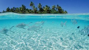 Preview wallpaper fish, flock, sea, shallow water, island, palm trees