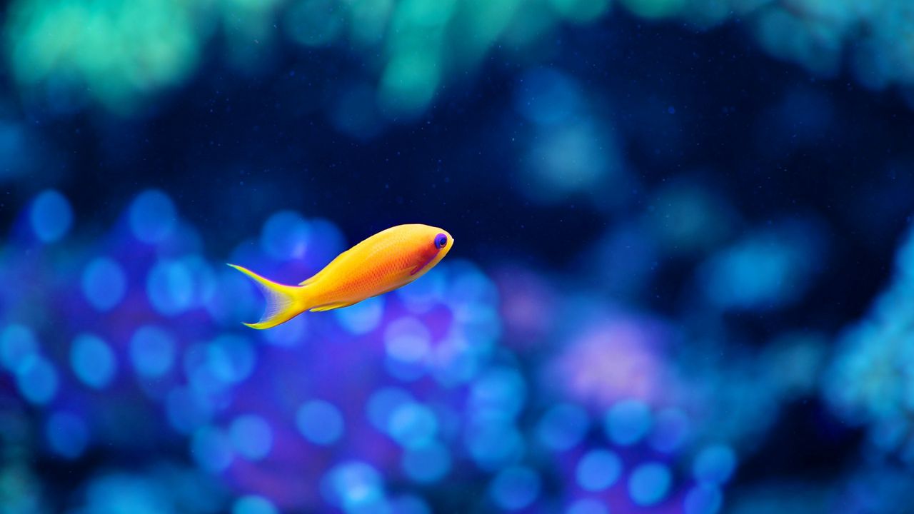 Wallpaper fish, gold, swimming, underwater world