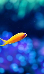 Preview wallpaper fish, gold, swimming, underwater world