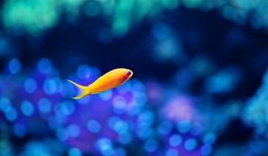 Preview wallpaper fish, gold, swimming, underwater world