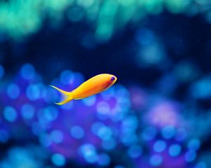 Preview wallpaper fish, gold, swimming, underwater world