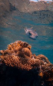Preview wallpaper fish hedgehog, fish, corals, underwater world
