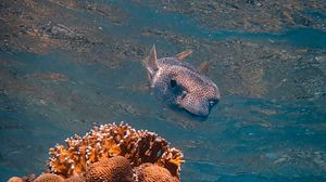 Preview wallpaper fish hedgehog, fish, corals, underwater world