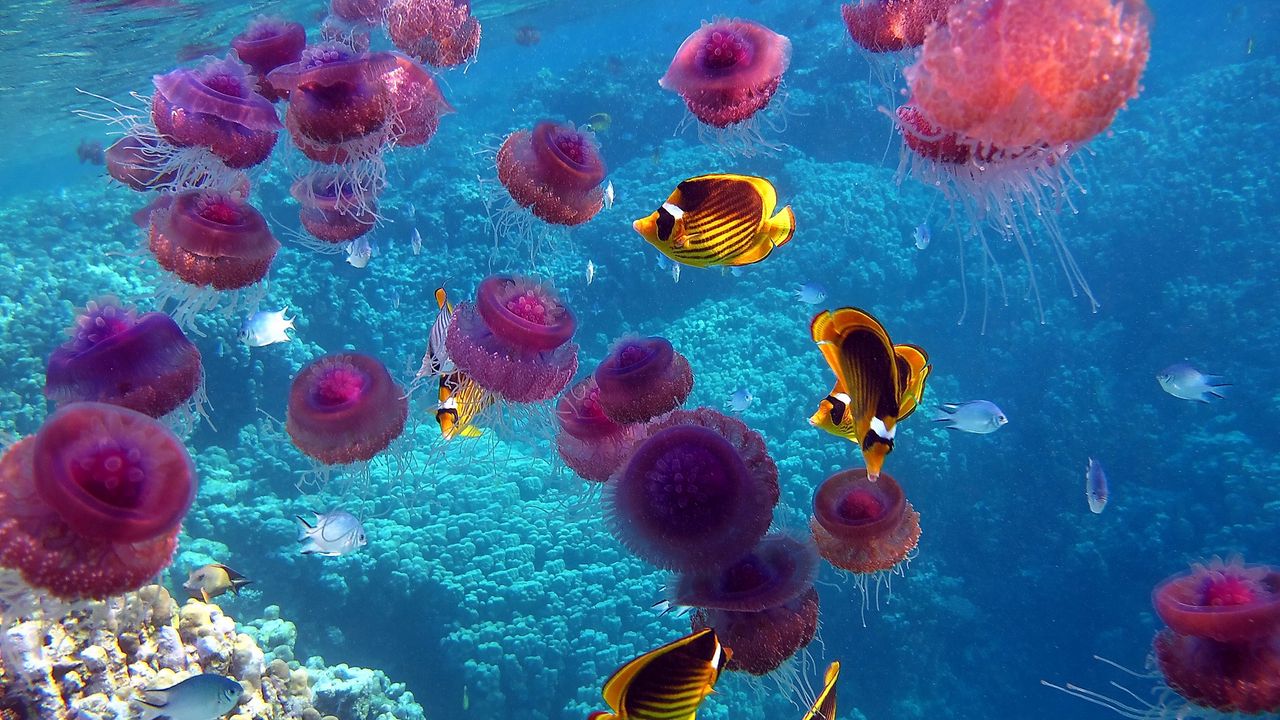 Wallpaper fish, jellyfish, underwater, swim