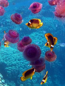 Preview wallpaper fish, jellyfish, underwater, swim