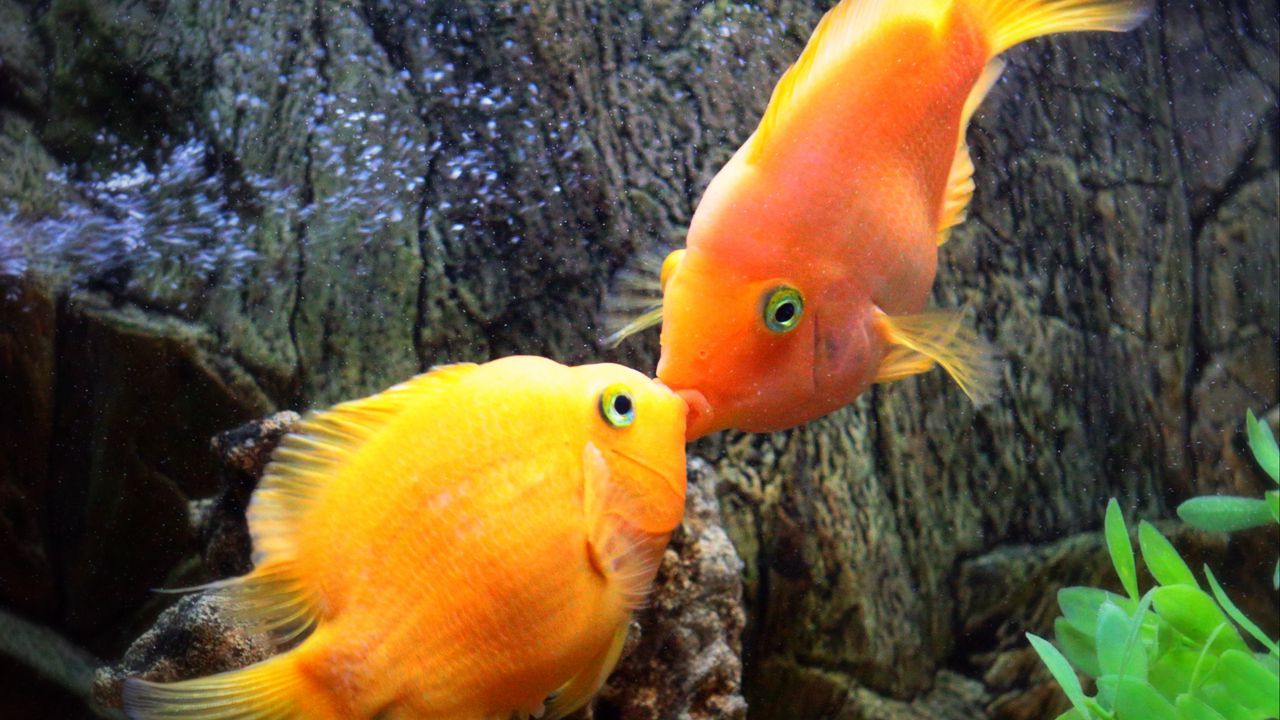 Wallpaper fish, kiss, underwater, water