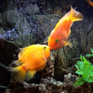 Preview wallpaper fish, kiss, underwater, water