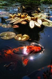 Preview wallpaper fish, lake, pond, sunlight, leaf, lily, reflection