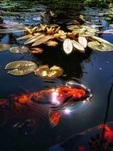 Preview wallpaper fish, lake, pond, sunlight, leaf, lily, reflection