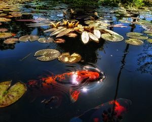 Preview wallpaper fish, lake, pond, sunlight, leaf, lily, reflection