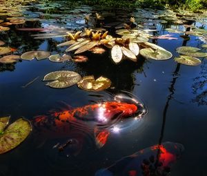 Preview wallpaper fish, lake, pond, sunlight, leaf, lily, reflection