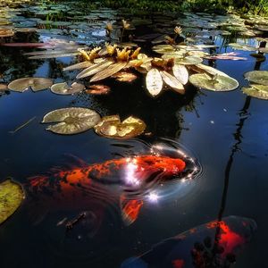 Preview wallpaper fish, lake, pond, sunlight, leaf, lily, reflection