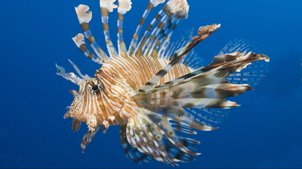 Wallpaper fish, lionfish, water, underwater, swim