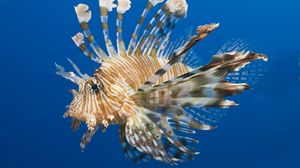 Preview wallpaper fish, lionfish, water, underwater, swim
