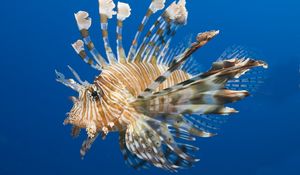 Preview wallpaper fish, lionfish, water, underwater, swim